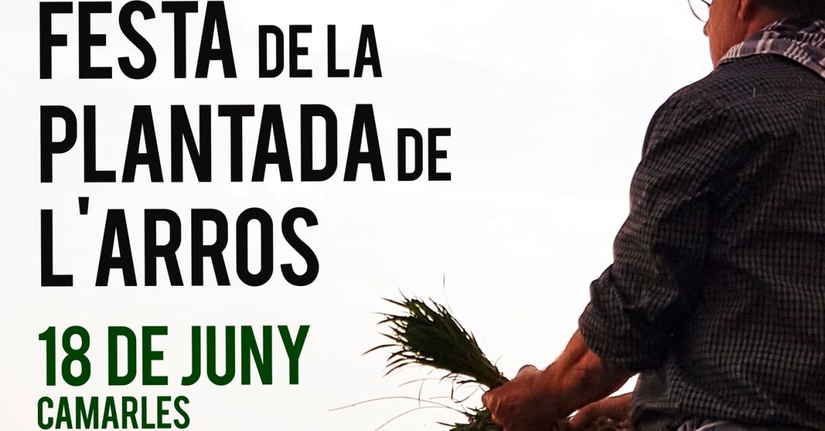 Festa de la Plantada de l�Arr�s de Camarles