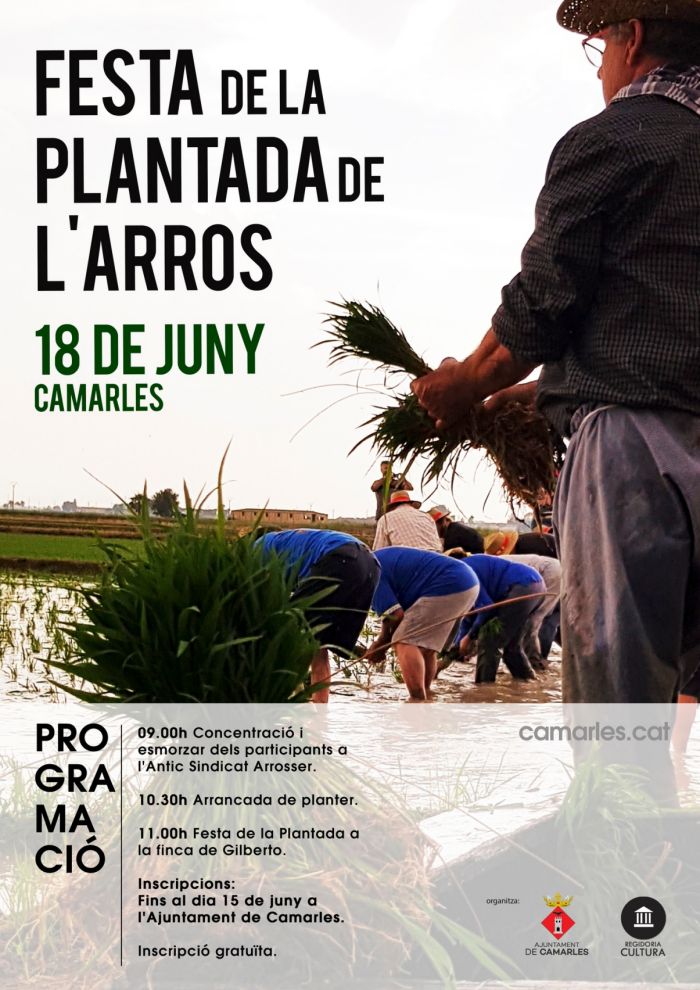 Festa de la Plantada de l�Arr�s de Camarles