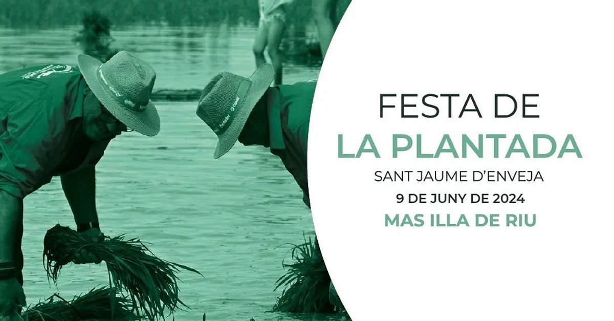 Festa de la Plantada de l�Arr�s 2024 - Sant Jaume d�Enveja