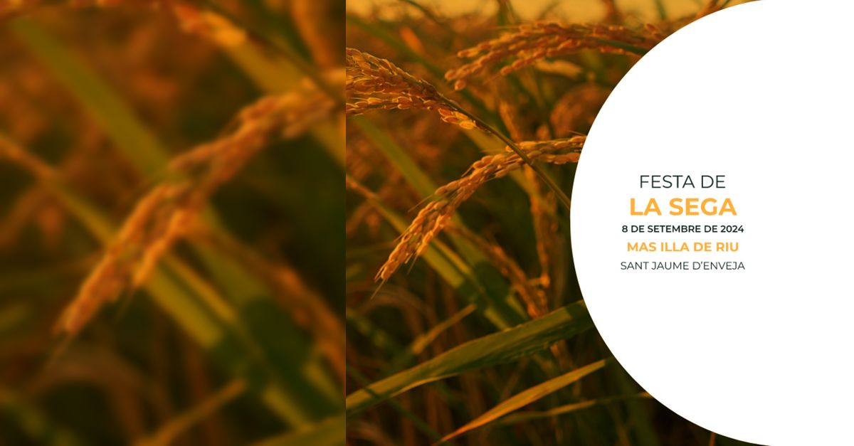 Festa de La Sega de l�arr�s a Sant Jaume d�Enveja