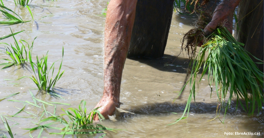 Aquest cap de setmana arriben amb novetats les Festes de l’Arròs de Deltebre | EbreActiu.cat, revista digital d’oci actiu | Terres de l’Ebre ... Aquest cap de setmana arriben amb novetats les Festes de l’Arròs de Deltebre | EbreActiu.cat, revista digital d’oci actiu | Terres de l’Ebre ...
