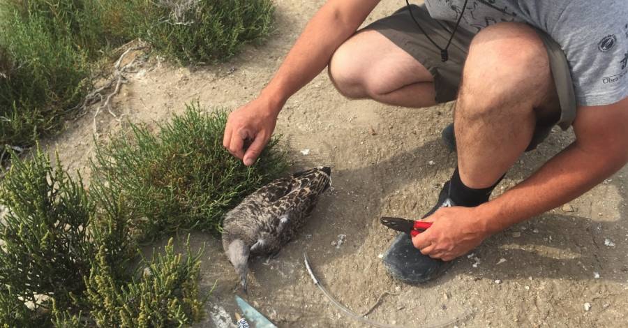 Finalitza la campanya d’anellament de polls de gavina corsa al PN del Delta de l’Ebre | EbreActiu.cat, revista digital d’oci actiu | Terres de l’Ebre ...