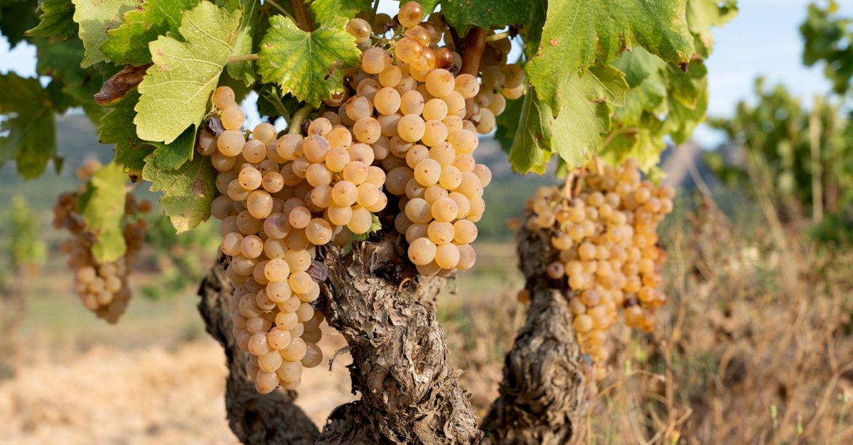 Acaba la verema a la DO Terra Alta amb un lleuger descens de la producci | EbreActiu.cat, revista digital d’oci actiu | Terres de l’Ebre ...