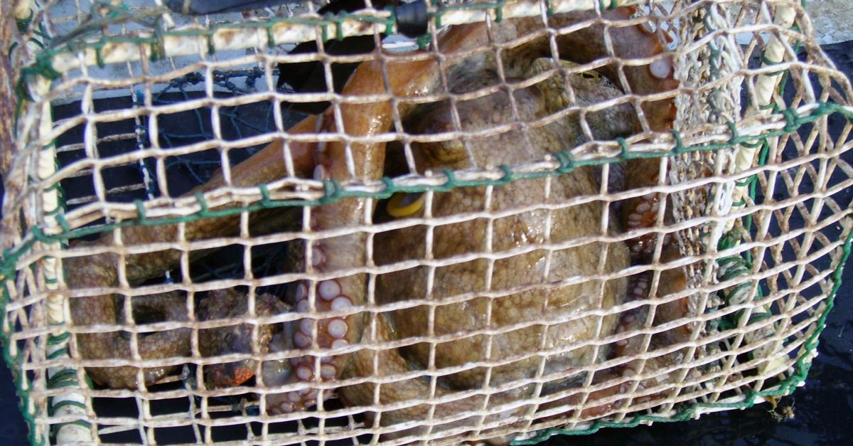 Finalitza la veda del pop roquer pels pescadors de la nansa | EbreActiu.cat, revista digital d’oci actiu | Terres de l’Ebre ... Finalitza la veda del pop roquer pels pescadors de la nansa | EbreActiu.cat, revista digital d’oci actiu | Terres de l’Ebre ...