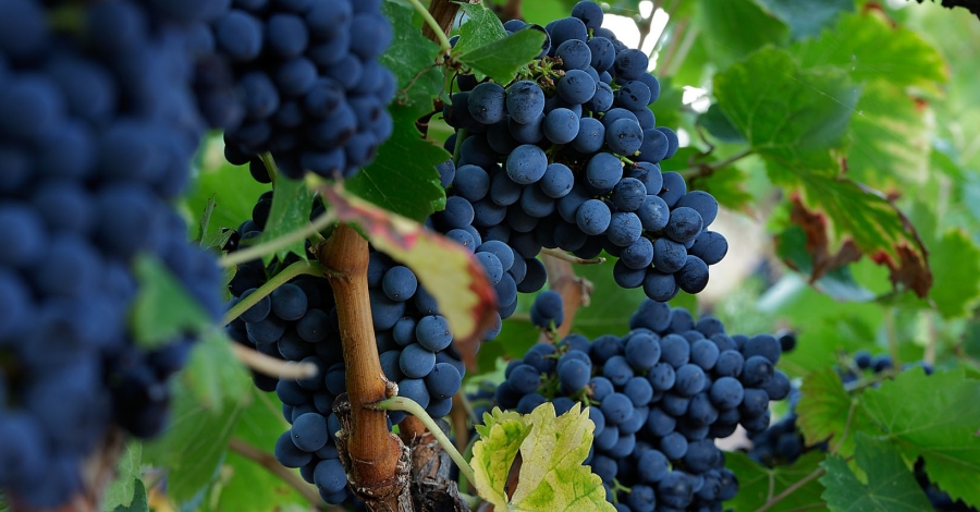 La DO Montsant finalitza una verema marcada pel descens de la producció i l’augment de la qualitat | EbreActiu.cat, revista digital d’oci actiu | Terres de l’Ebre ... La DO Montsant finalitza una verema marcada pel descens de la producció i l’augment de la qualitat | EbreActiu.cat, revista digital d’oci actiu | Terres de l’Ebre ...