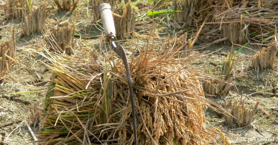 La Finca de Bombita acogerá una nueva edición de la Festa de la Sega de Deltebre | EbreActiu.cat, revista digital de ocio activo | Terres de l’Ebre... La Finca de Bombita acogerá una nueva edición de la Festa de la Sega de Deltebre | EbreActiu.cat, revista digital de ocio activo | Terres de l’Ebre...