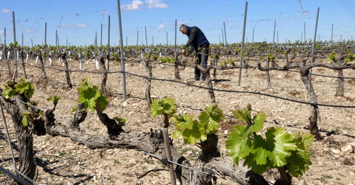 Experts aconsellen reduir la producci dels ceps en episodis de sequera per mantenir la qualitat del ram