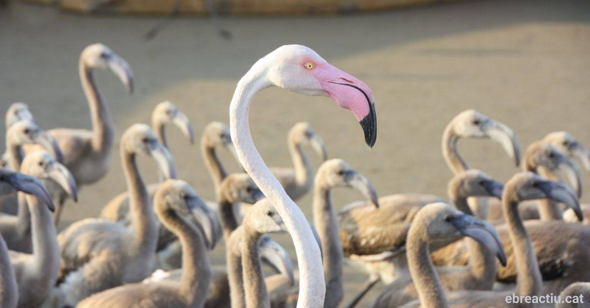 Baixa supervivncia dels polls de flamenc al delta de l’Ebre malgrat el nombre estable de parelles reproductores