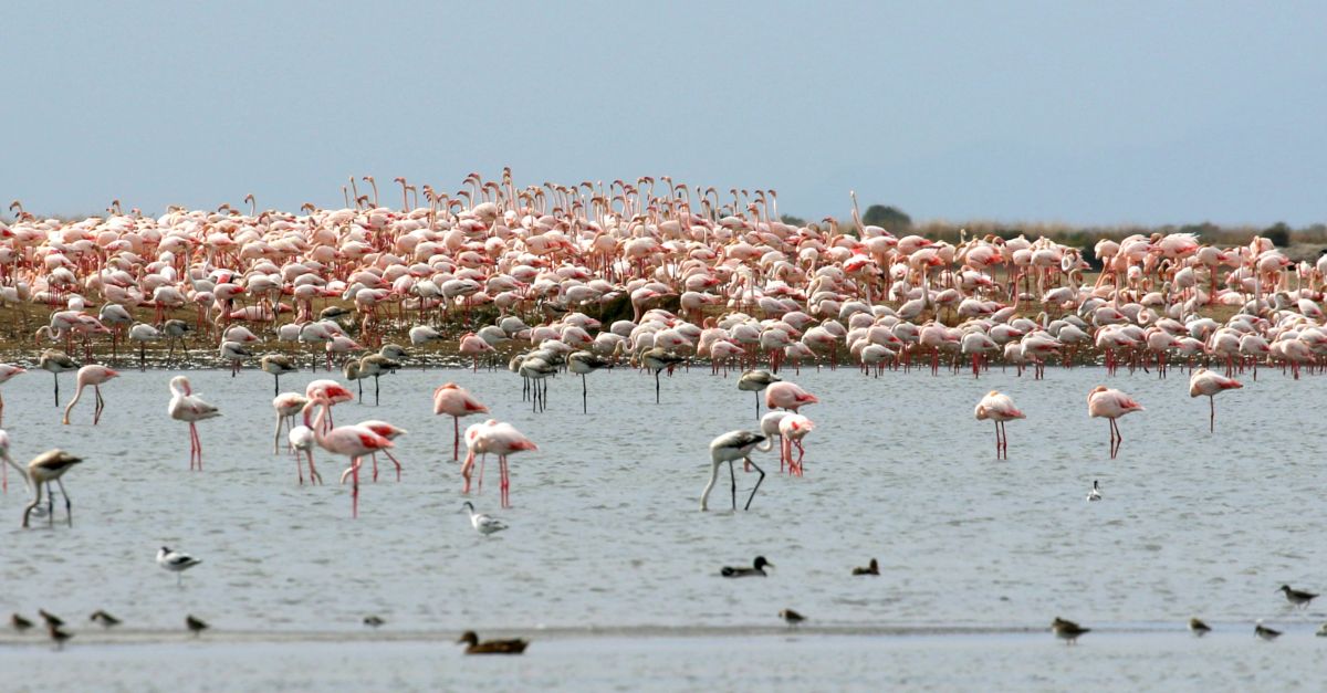 Els flamencs i tamb la gavina corsa i el xatrac bec-llarg crien a les salines de la Trinitat