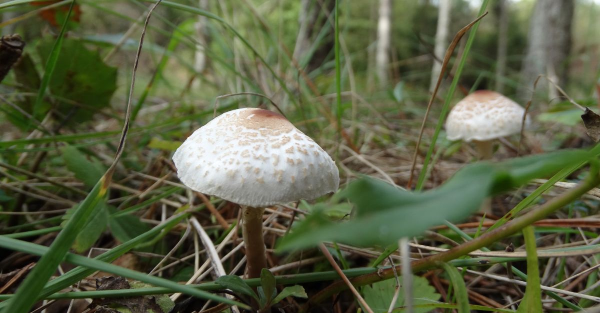 Flix acoge este fin de semana las XIX Jornadas Micolgicas de las Terres de l’Ebre | EbreActiu.cat, revista digital de ocio activo | Terres de l’Ebre...