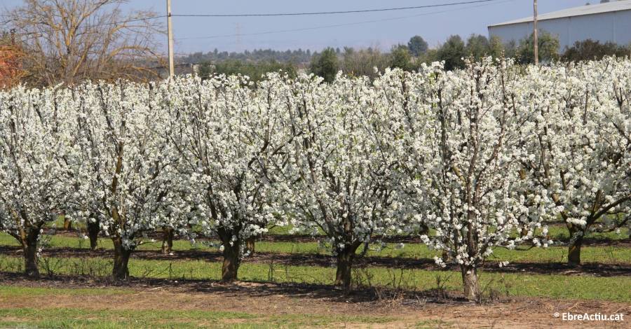 El Consell Comarcal aposta per la floraci� a la Ribera d&rsquo;Ebre com a actiu tur�stic | EbreActiu.cat, revista digital d&rsquo;oci actiu | Terres de l&rsquo;Ebre ...