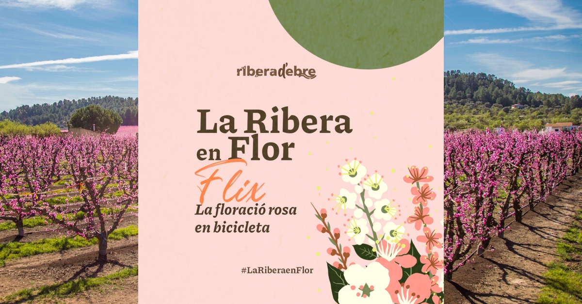 Flix, la floraci� rosa en bicicleta  #LaRiberaenFlor