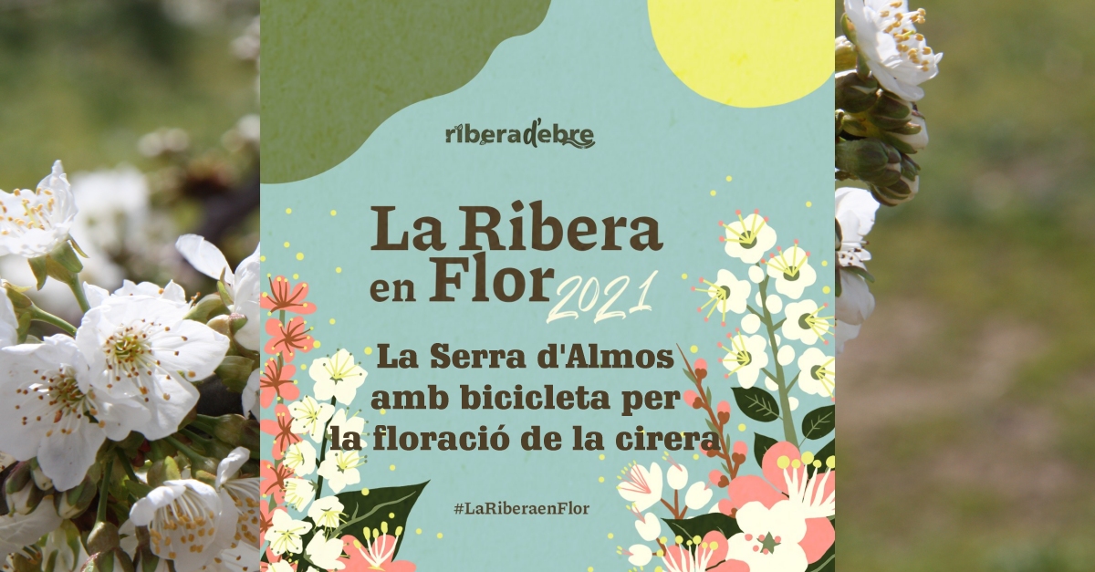 La Serra d�Almos amb bicicleta per la floraci� de la cirera #LaRiberaenFlor