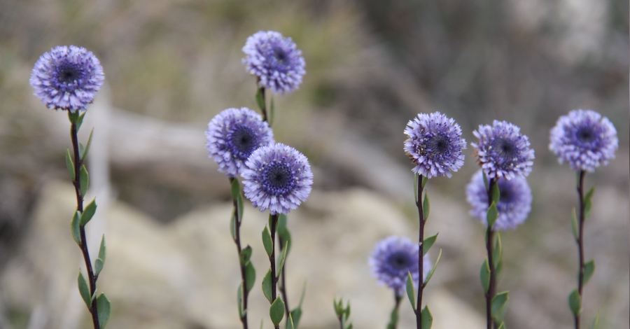 Plantes i flors