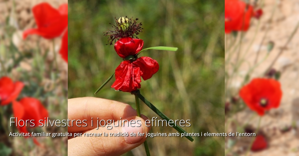 Flores silvestres y juguetes ef�meros