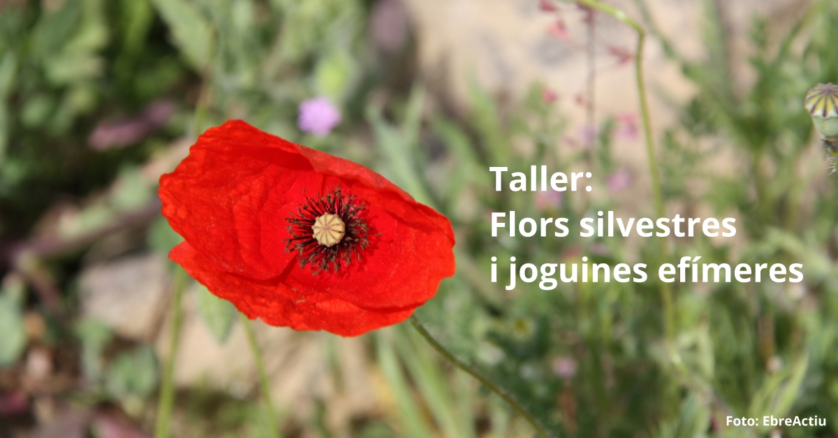 Taller: Flores silvestres y juguetes ef�meros