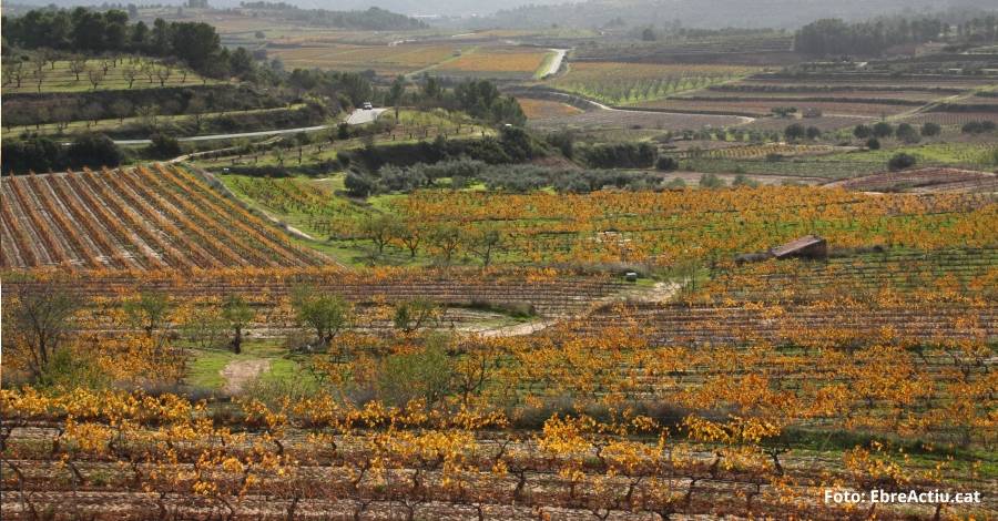 Formaci per a desenvolupar la Terra Alta com a destinaci enoturstica preferent a Catalunya