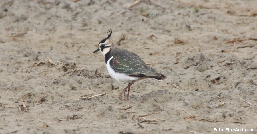 Sinicia el cens hivernal docells aqutics 2019 al Delta de l’Ebre