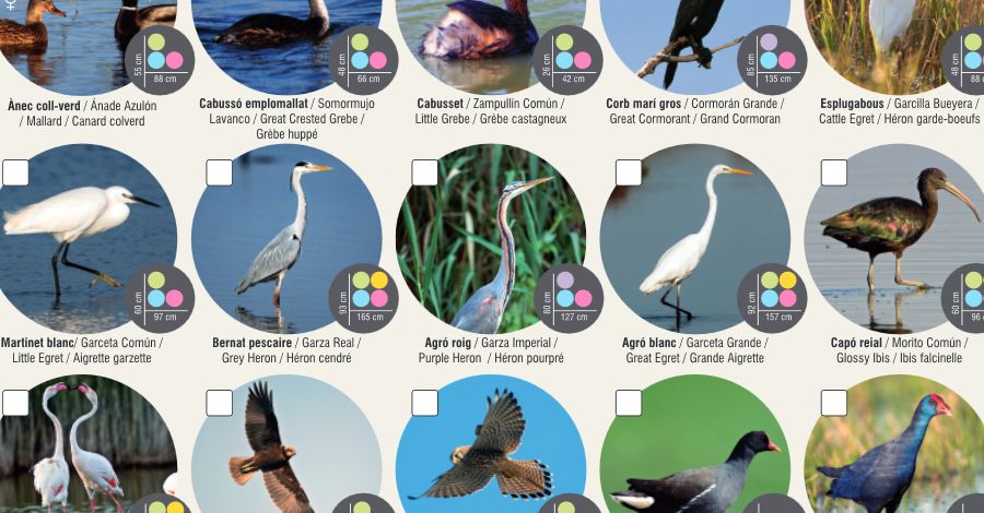Troba’l i marca’l per a localitzar plantes, molluscs i ocells al delta de l’Ebre
