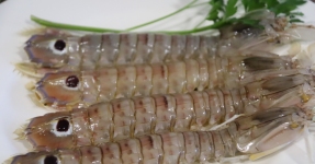 Montsi�: Productes de la mar Km 0