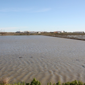 �lbum: Amposta - Ullals de Baltasar