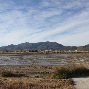 Ālbum: Amposta - Ullals de Baltasar Ālbum: Amposta - Ullals de Baltasar