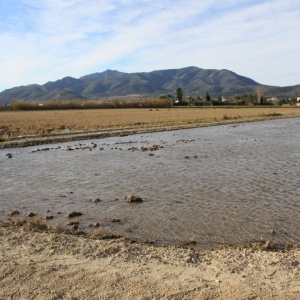 Ālbum: Amposta - Ullals de Baltasar Ālbum: Amposta - Ullals de Baltasar