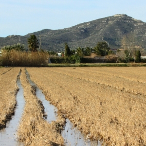 �lbum: Amposta - Ullals de Baltasar