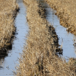 �lbum: Amposta - Ullals de Baltasar