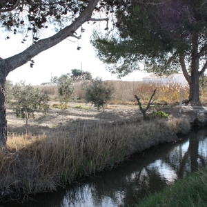 �lbum: Amposta - Ullals de Baltasar