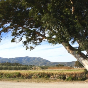 �lbum: Amposta - Ullals de Baltasar