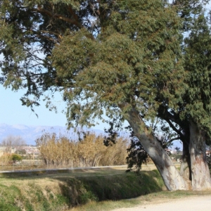 �lbum: Amposta - Ullals de Baltasar