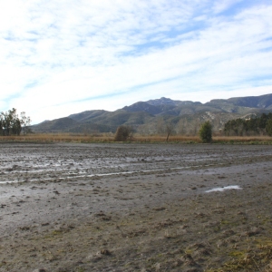 �lbum: Amposta - Ullals de Baltasar