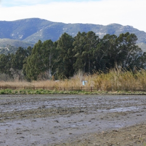 �lbum: Amposta - Ullals de Baltasar