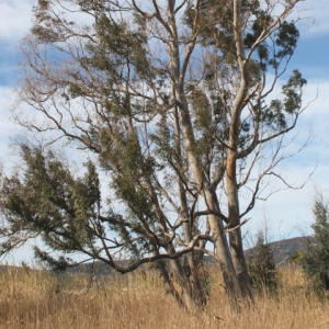 �lbum: Amposta - Ullals de Baltasar