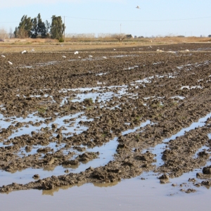 �lbum: Amposta - Ullals de Baltasar