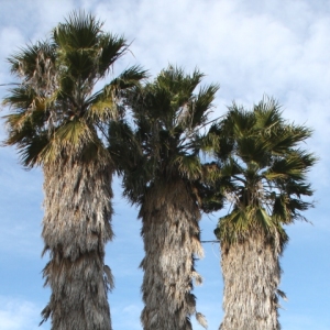 �lbum: Amposta - Ullals de Baltasar