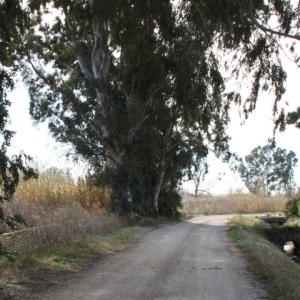 �lbum: Amposta - Ullals de Baltasar