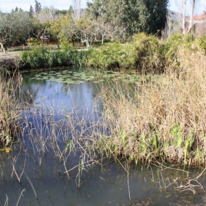 �lbum: Amposta - Ullals de Baltasar