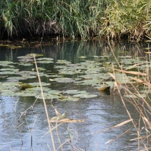 �lbum: Amposta - Ullals de Baltasar