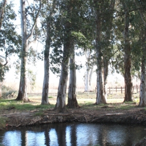 �lbum: Amposta - Ullals de Baltasar