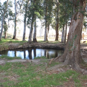 �lbum: Amposta - Ullals de Baltasar