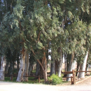 �lbum: Amposta - Ullals de Baltasar