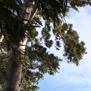 �lbum: Amposta - Ullals de Baltasar