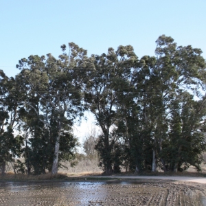 �lbum: Amposta - Ullals de Baltasar