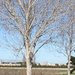 �lbum: Amposta - Ullals de Baltasar