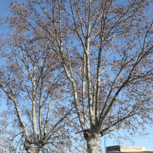 �lbum: Amposta - Ullals de Baltasar