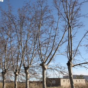 Ālbum: Amposta - Ullals de Baltasar Ālbum: Amposta - Ullals de Baltasar
