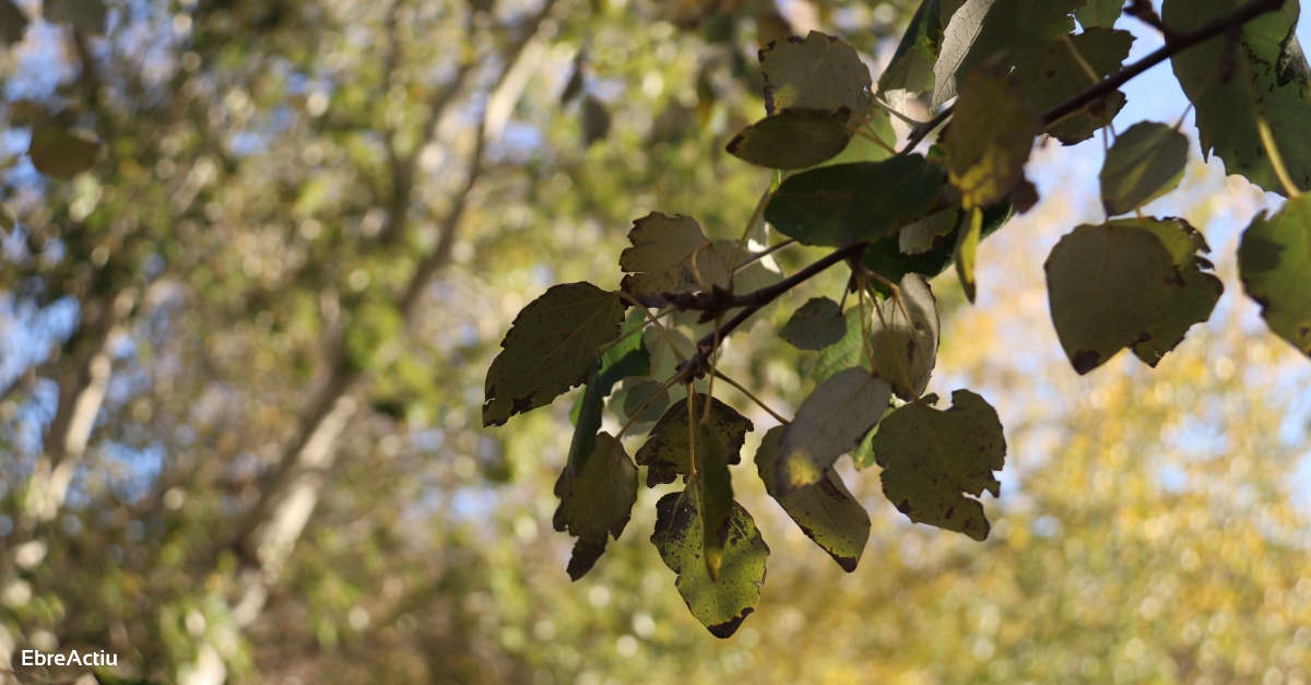 Playa fluvial y el Bosque de Ribera de Aldover | EbreActiu.cat, revista digital de ocio activo | Terres de l’Ebre... Playa fluvial y el Bosque de Ribera de Aldover | EbreActiu.cat, revista digital de ocio activo | Terres de l’Ebre...
