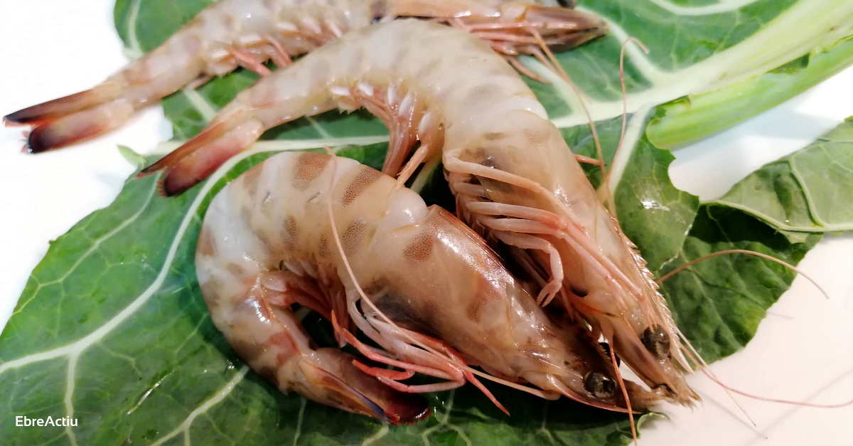 El GALP Mar de l’Ebre presenta la campanya De la mar, al plat! | EbreActiu.cat, revista digital d’oci actiu | Terres de l’Ebre ...